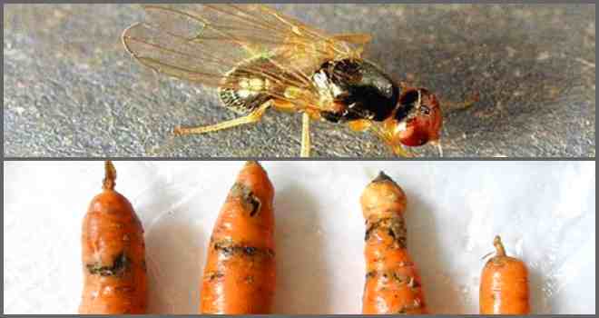 Зявилася морквяна муха, як з нею боротися?