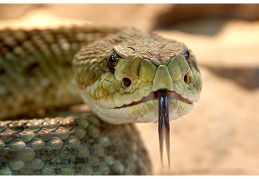 Ознаки та симптоми отруєння отрутами: прижигающими, зміїним та іншими