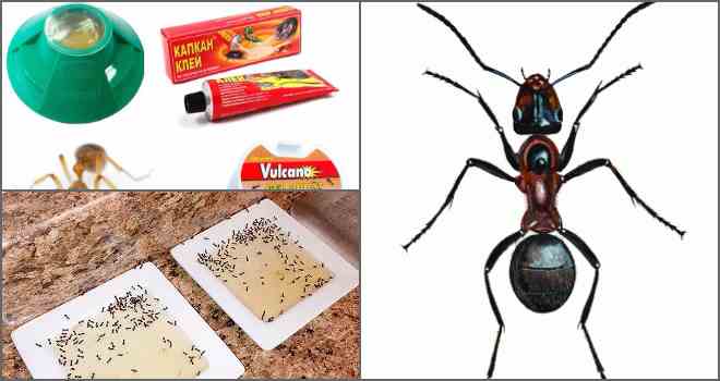 Найдієвіші пастки для мурашок: Результативні моделі.
