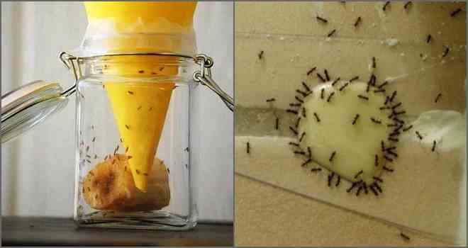 Найдієвіші пастки для мурашок: Результативні моделі.
