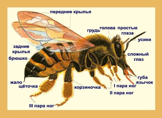 Укус бджоли — все, що потрібно знати про невідкладної допомоги