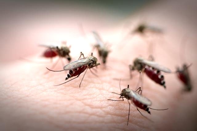 Укуси комарів — як і чим потрібно лікувати