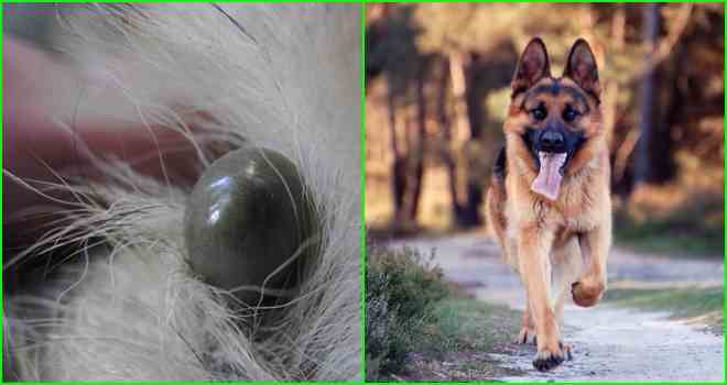 Хвороби собак від іксодових і коростяних кліщів: симптоми і профілактика