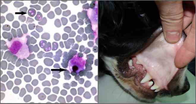 Хвороби собак від іксодових і коростяних кліщів: симптоми і профілактика