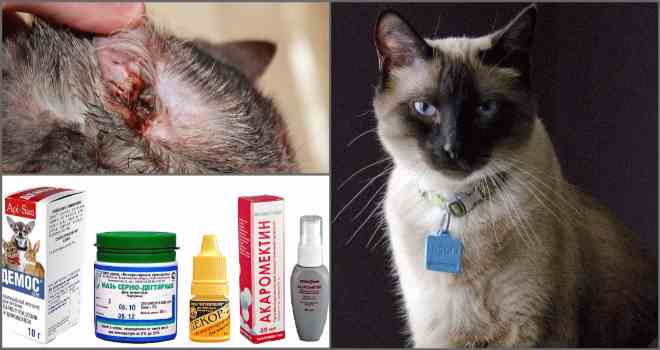 Чим можна лікувати вушного кліща у кішок? Кращі варіанти
