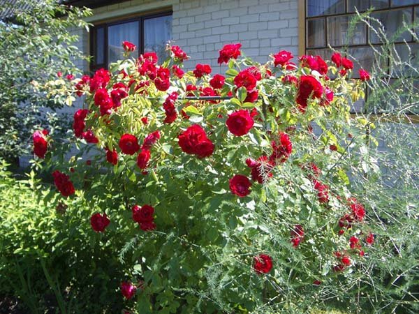 Живцювання троянд восени: як розмножувати і вкорінювати живці в домашніх умовах
