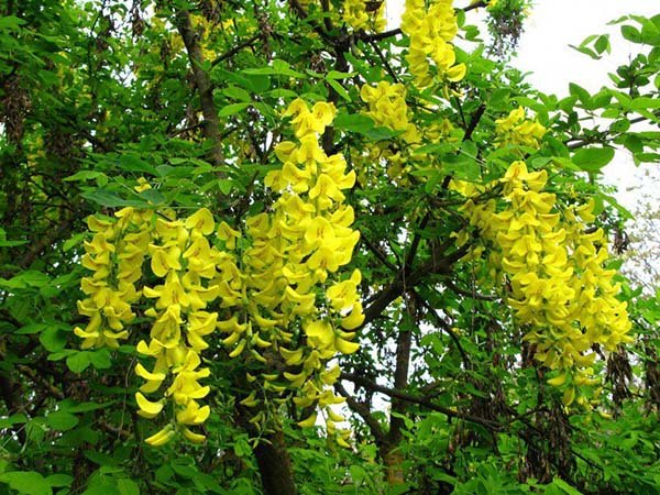 Декоративні чагарники і дерева з жовтими квітами і листям: назви, описи і фото