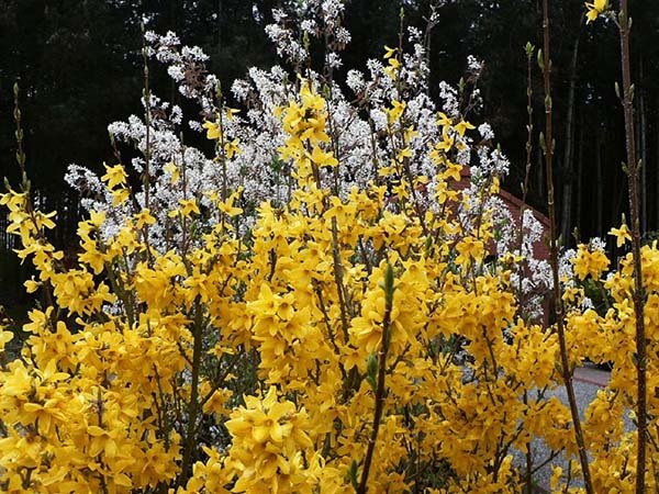 Декоративні чагарники і дерева з жовтими квітами і листям: назви, описи і фото