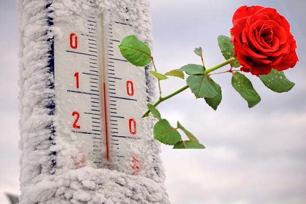 Як і чим вкрити троянди на зиму: терміни, правила та кращі матеріали для укриття