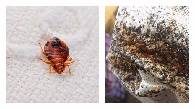 Як виявити клопів в ліжку: опис комахи, способи пошуку та знищення