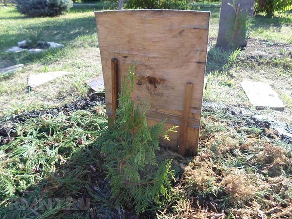 Як правильно вкривати туї на зиму: чим можна і коли потрібно це робити