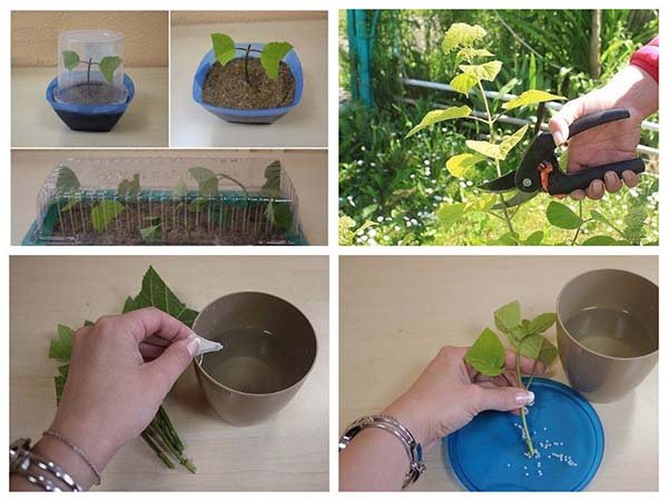 Як садити гортензію восени у відкритий грунт: правила догляду та вирощування