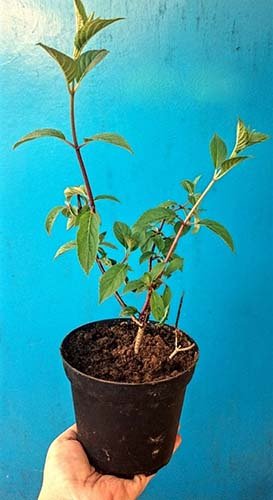 Як садити гортензію восени у відкритий грунт: правила догляду та вирощування
