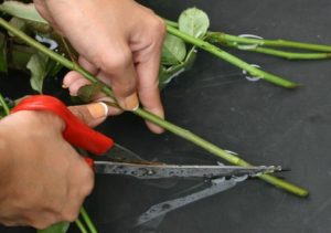 Як зберегти троянди у вазі довше всього: в яку воду ставити, що в неї додати