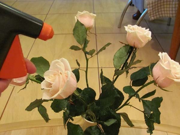 Як зберегти троянди у вазі довше всього: в яку воду ставити, що в неї додати