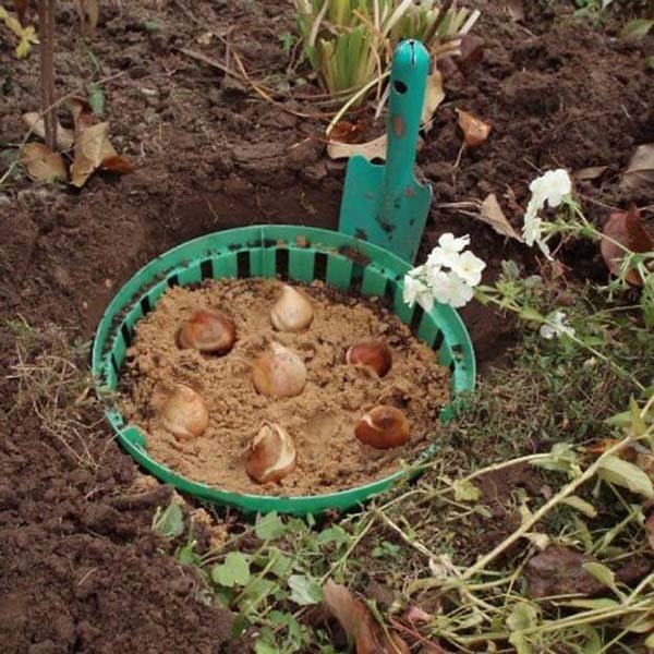 Як захистити від мишей тюльпани і лілії: рятуємо цибулини від гризунів взимку