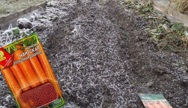 Коли і як правильно сіяти моркву восени під зиму: оптимальні строки та правила посадки