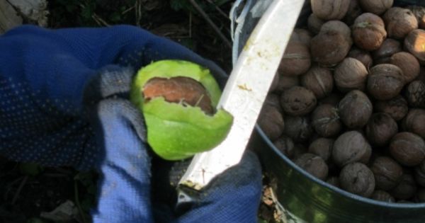 Коли збирати, як сушити і зберігати волоські горіхи в домашніх умовах: очищені і в шкаралупі