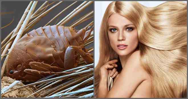 Лікувальна властивість фарби для волосся: отруює вона вошей?