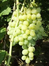 Кращі сорти білого винограду (столового і винного): опису, характеристики і фото