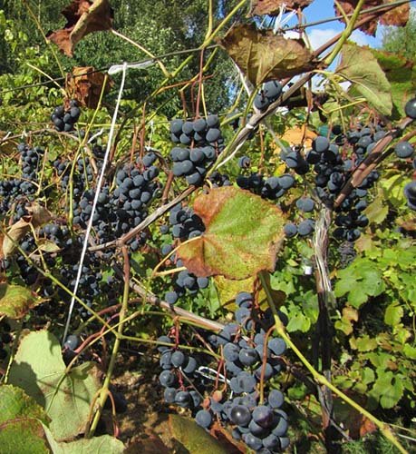 Кращі сорти чорного винограду: описи, смакові якості, характеристики і фото