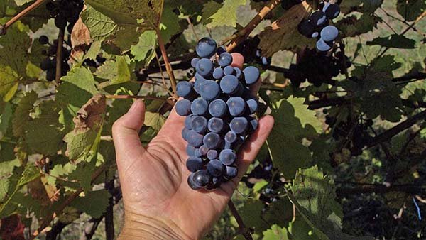 Кращі сорти чорного винограду: описи, смакові якості, характеристики і фото