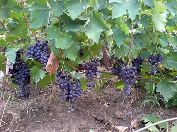Кращі винні (технічні) сорти винограду: описи, характеристики і фото