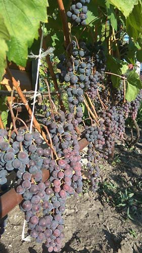 Кращі винні (технічні) сорти винограду: описи, характеристики і фото