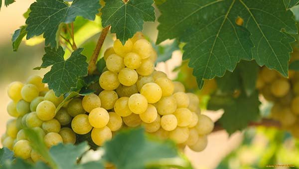 Заходи боротьби з мілдью винограду: способи лікування хвороби препарати та народні засоби