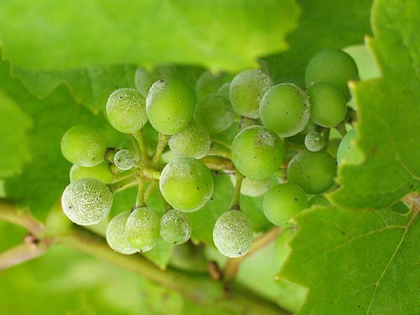 Заходи боротьби з оїдіумом на винограді: чим і як боротися з борошнистою росою на лозі
