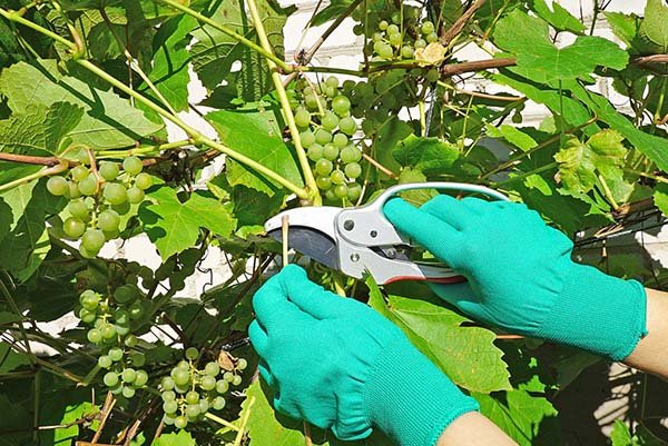 Заходи боротьби з оїдіумом на винограді: чим і як боротися з борошнистою росою на лозі