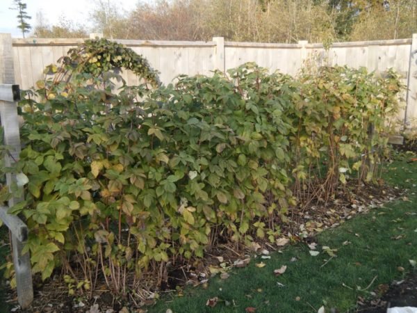 Обрізка малини після збору врожаю і восени: коли і як правильно потрібно підрізати кущі на зиму