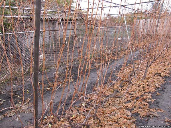 Обрізка винограду восени для новачків в малюнках та схемах: старого куща і молодий 1, 2, 3 річній лози