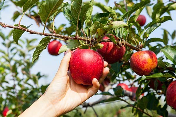 Обрізка яблуні восени: коли (терміни) і як правильно підрізати (схема)
