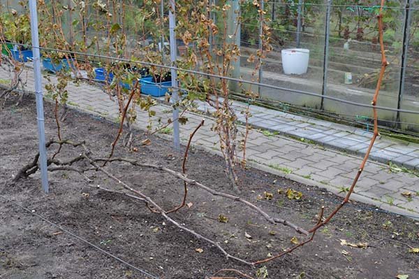 Осіння обробка винограду перед укриттям на зиму: чим і як обприскувати