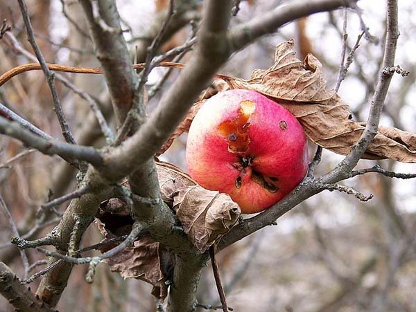 Осіння обробка яблунь від хвороб і шкідників: чим і коли обприскувати плодові дерева в саду