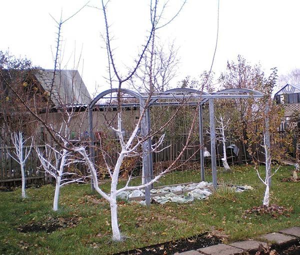 Осіння обробка яблунь від хвороб і шкідників: чим і коли обприскувати плодові дерева в саду