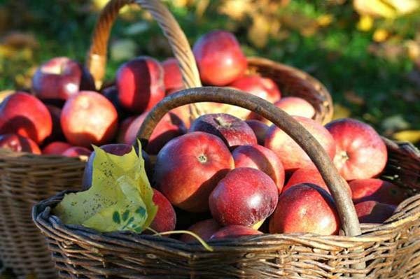 Осіння підгодівля яблуні: чим і як краще удобрити на зиму