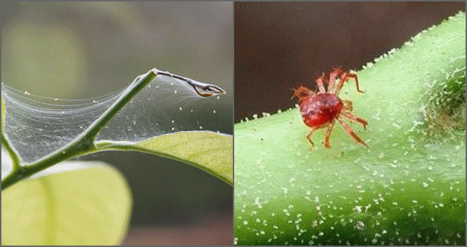 Павутинний кліщ – рятуємо кімнатні рослини