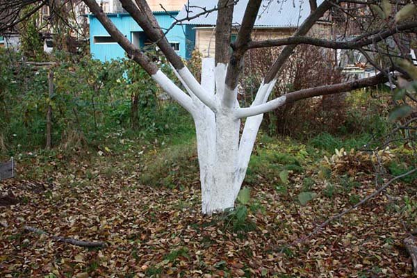 Побілка дерев восени і навесні: коли (терміни), як і чим краще білити (склади)