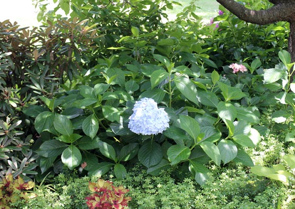 Чому не цвіте гортензія в саду: причини і що робити, щоб повернути пишне цвітіння