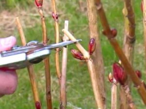 Чому не цвіте гортензія в саду: причини і що робити, щоб повернути пишне цвітіння