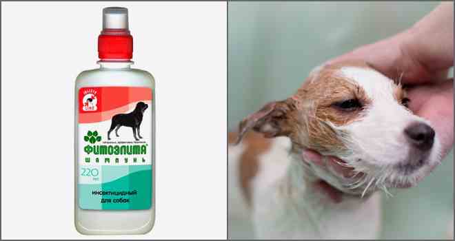 Застосування і ефективність шампуню від бліх для собак