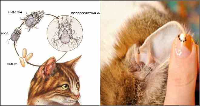 Профілактика і лікування кліщів у домашніх тварин