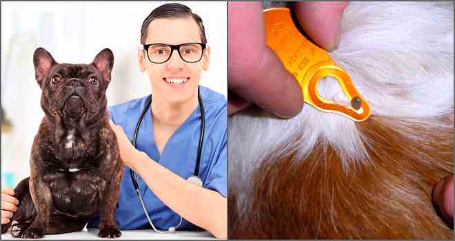Профілактика і лікування кліщів у домашніх тварин