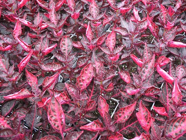 Рослини та квіти з червоним листям: назви, описи і фото