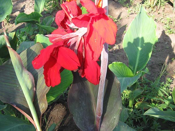 Рослини та квіти з червоним листям: назви, описи і фото