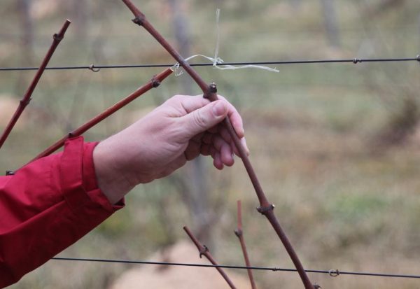 Розмноження винограду живцями восени: як заготовлювати чубуки і зберігати їх взимку
