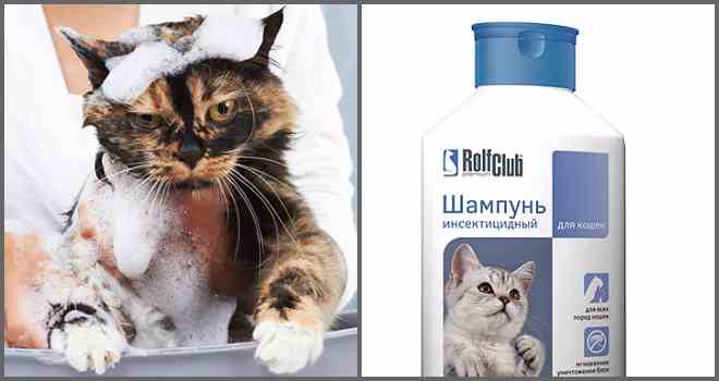 Шампунь від бліх для кішки: вибір і застосування!