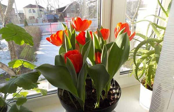 Технологія вигонки тюльпанів до 8 березня в домашніх умовах: терміни та правила посадки цибулин